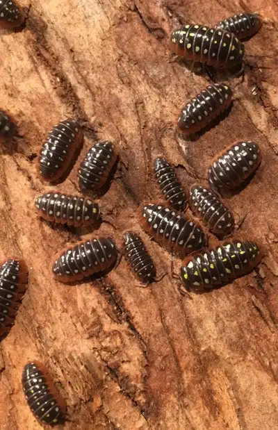 Armadillidium klugii, View more