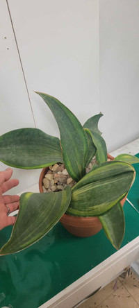Rare Large Snake plants in 10 inch pot.2541 Eglinton ave w  stor