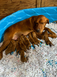 CKC Reg’d Fox Red Labrador Retriever Puppies 