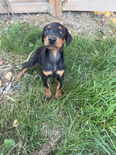 Doberman puppies, View more