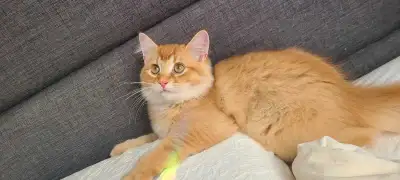 magnifique chaton persan chinchilla golden, View more