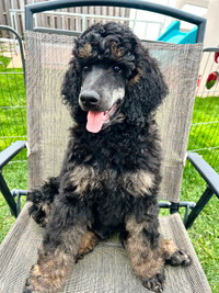 Reduced Price Standard Poodle Puppies