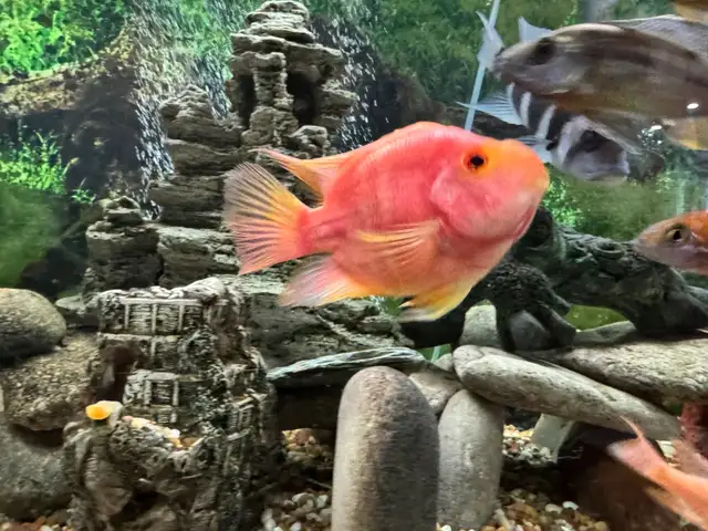 African Cichlid for sale in Fish for Rehoming in Oshawa / Durham Region - Image 3