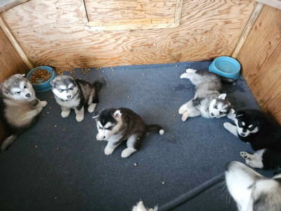 4 Alaskan Malamute Puppies March 2nd