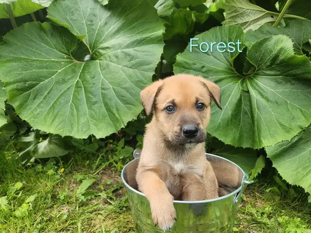 Adorable Puppies! Ready To Adopt Now! in Dogs & Puppies for Rehoming in Kitchener / Waterloo - Image 3