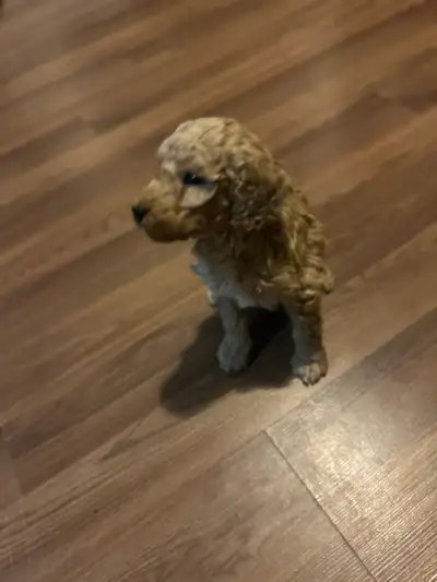 Standard Poodle Pups, View more