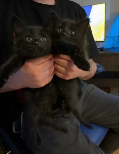 MALE Siamese x Russian blue kitten, View more