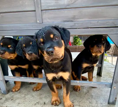 Rottweiler Puppies, View more