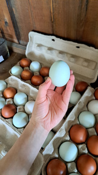 BYM hatching eggs