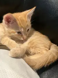 Male orange kitten for sale