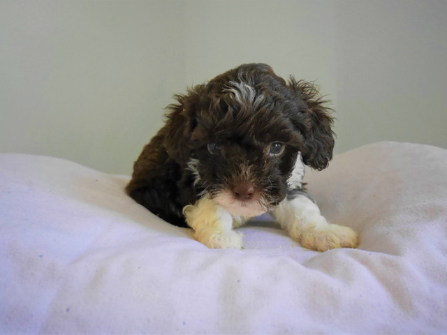 Double Doodle Puppies in Dogs & Puppies for Rehoming in Calgary