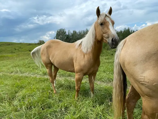 AQHA registered filly in Horses & Ponies for Rehoming in Edmonton - Image 10