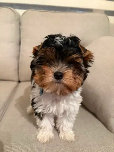 Biewer Terrier Puppy, View more