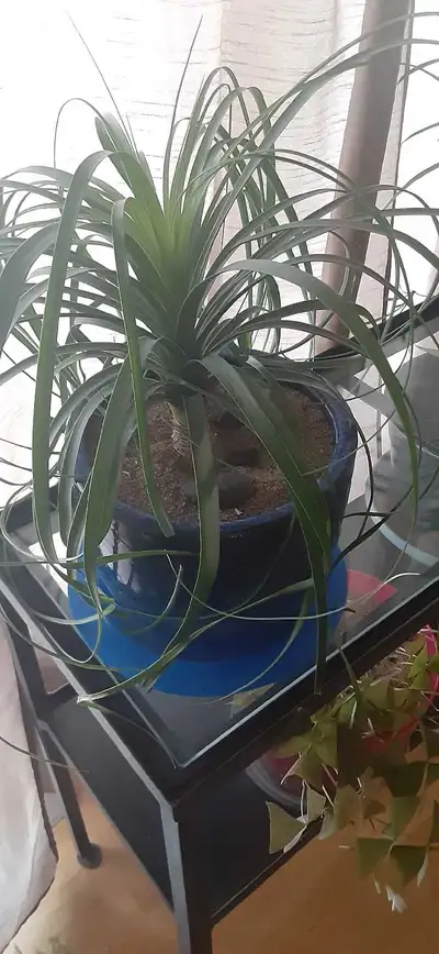 ponytail palm * $10, View more