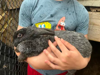 Silver fox bunnies, View more