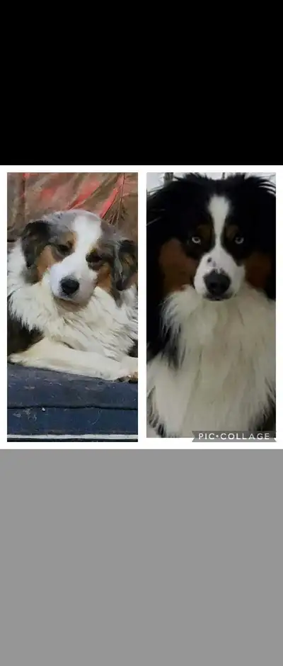 MINIATURE Australian shepherd , View more