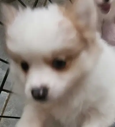 3 left PURE BRED POMERANIANS, View more