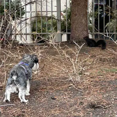 Dog Walking Services, View more