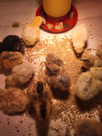 Baby chicks 