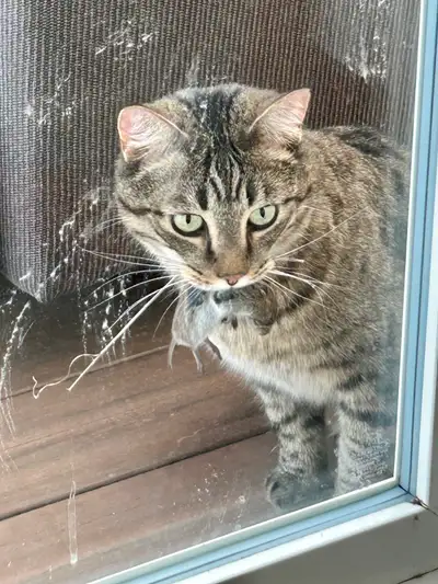 1 male cat to be rehomed, View more