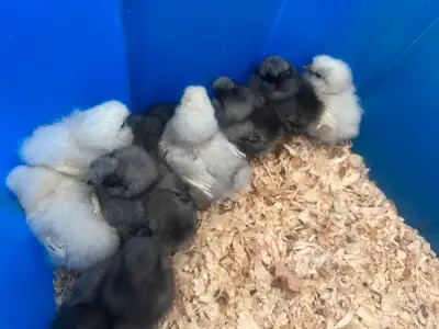Week old Silkie chicks , View more