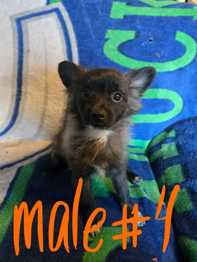 GOING FAST adorable, trained pups looking for new homes | Dogs ...