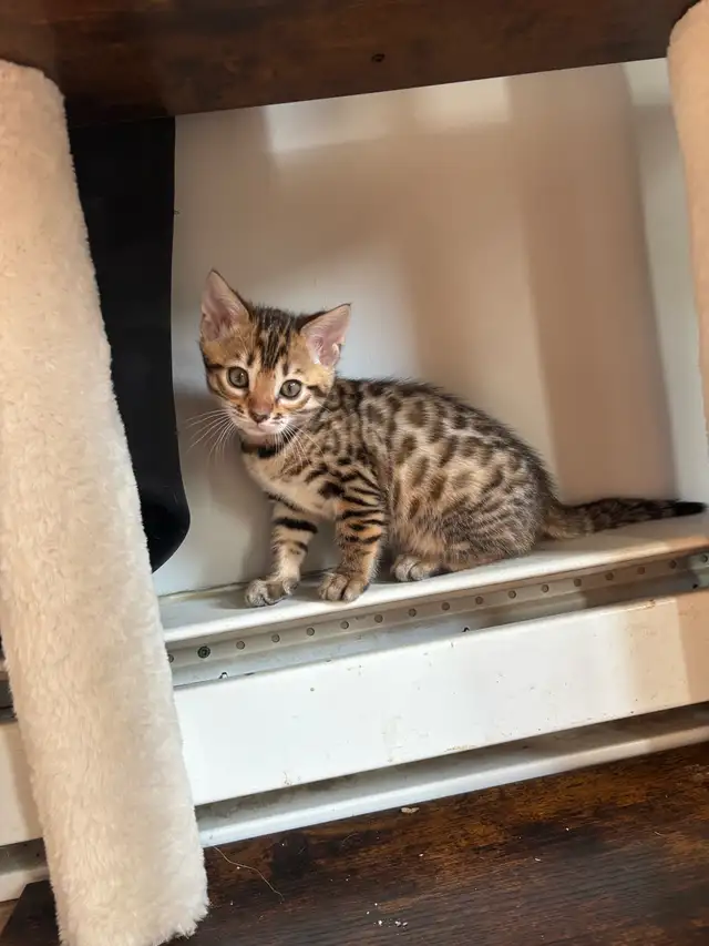 Chatons Bengal in Cats & Kittens for Rehoming in Saint-Jean-sur-Richelieu - Image 2