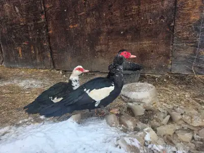 3 muscovy ducks , View more