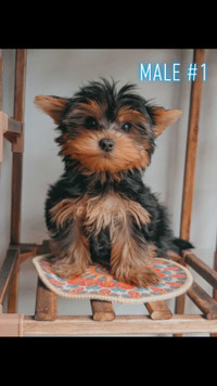 Yorkshire Terrier Puppies - READY TO GO 