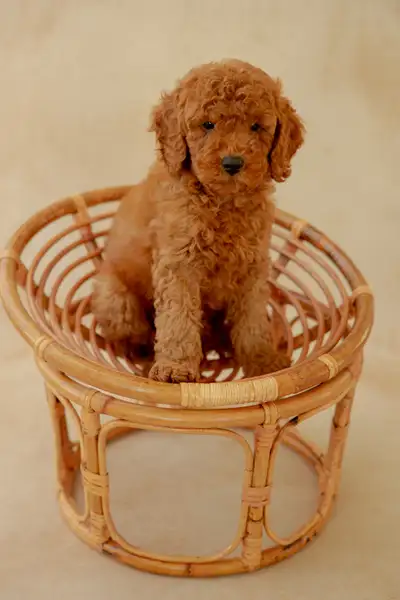 Purebred Miniature Poodle Puppies, View more