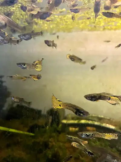 Guppies For Sale - $1, View more