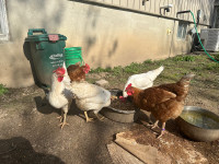 3 white chickens for sale.  
