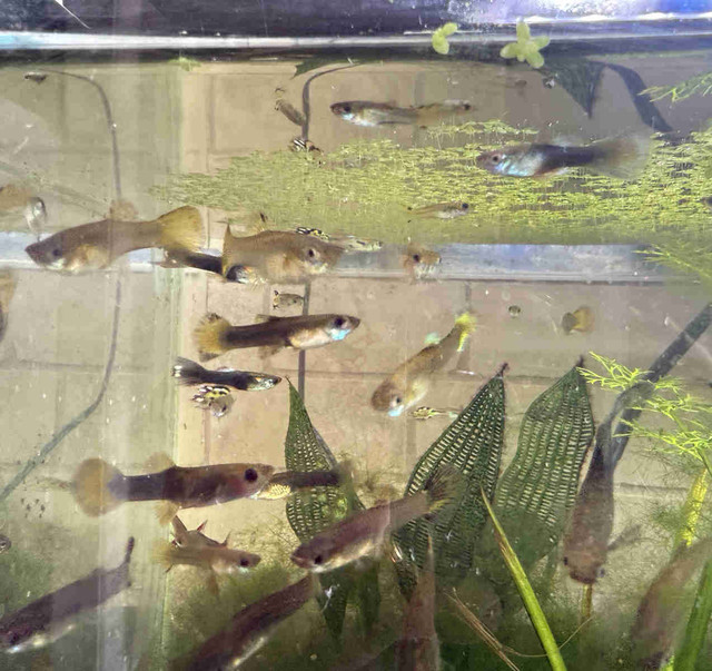 guppies for sale  in Fish for Rehoming in Strathcona County