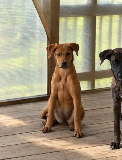 Beautiful Female Malinois × Rottweiler Mix, View more