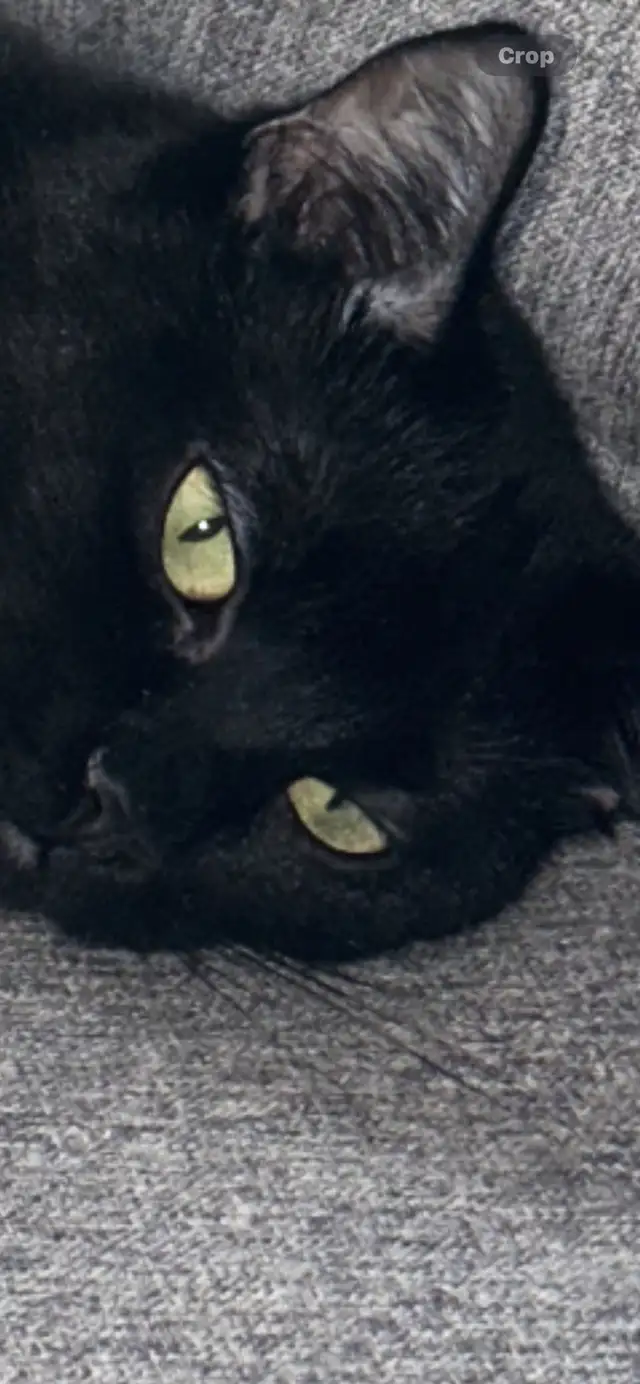 missing black cat !! in Lost & Found in Edmonton - Image 4