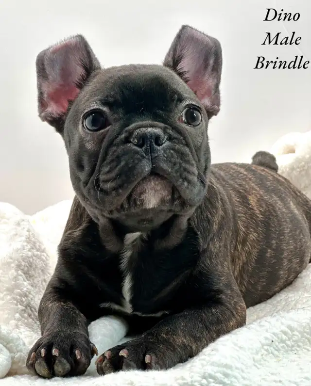 FRENCHTON PUPPIES in Dogs & Puppies for Rehoming in Edmonton - Image 3