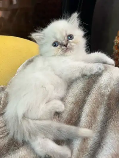 hey there ! i have 3 very sweet little kittens seeking their new forever home ! mama is flame point...