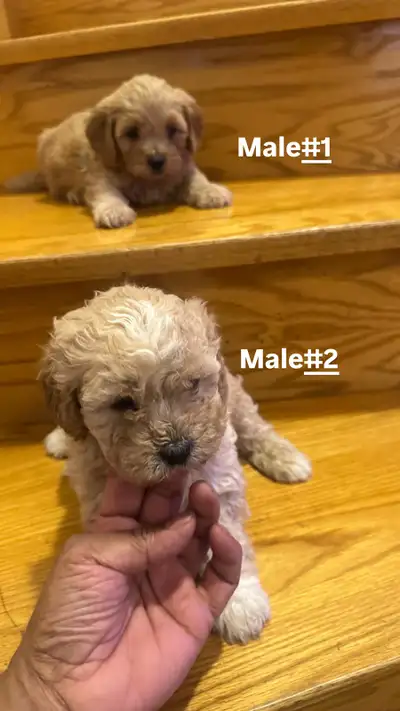 Miniature Poodle and Shih Tzu Mix Puppies for Sale, View more