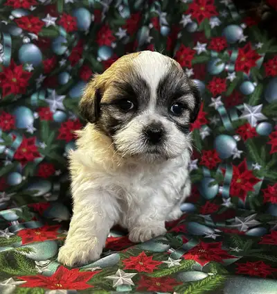 Only 1 Male  Bichon Shih Tzu Puppy Left!, View more