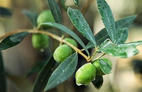 Keto  Olive Oil Extra Virgin Italy Rustichella Pasta