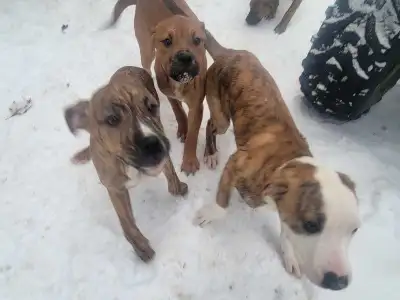 Cane corso 1/4 amarican bulldog, View more