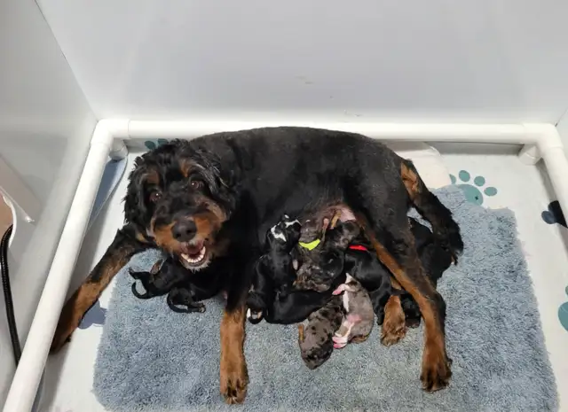 Mini bernedooodles in Dogs & Puppies for Rehoming in Vancouver - Image 5