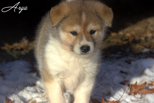 Chiots Samkita Inu puppies in Dogs & Puppies for Rehoming in Drummondville - Image 2