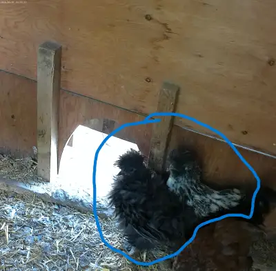 3 SILKIES LEFT!!!, View more