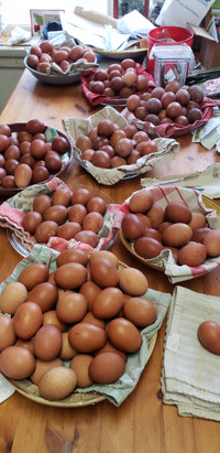 Eggs, organic free range