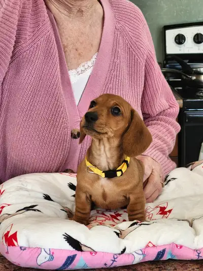 miniature smooth  Dachshund, View more