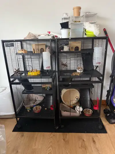 2 Cages pour rats/furret (j’ai 4 rats à donner 2f/2m), View more