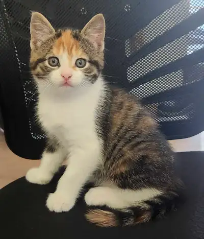 chaton femelle vermifugé, View more