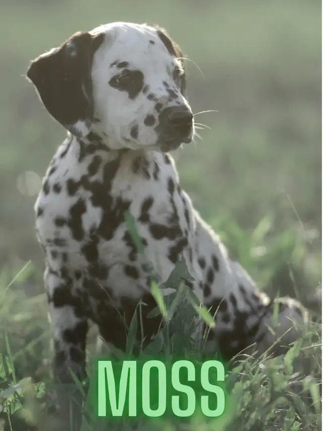 CKC Reg. Dalmatian Pups in Dogs & Puppies for Rehoming in Oakville / Halton Region - Image 8