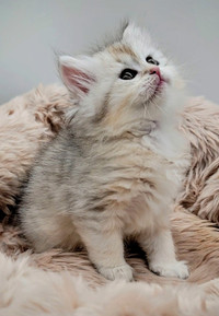 TICA registered Siberian Kittens